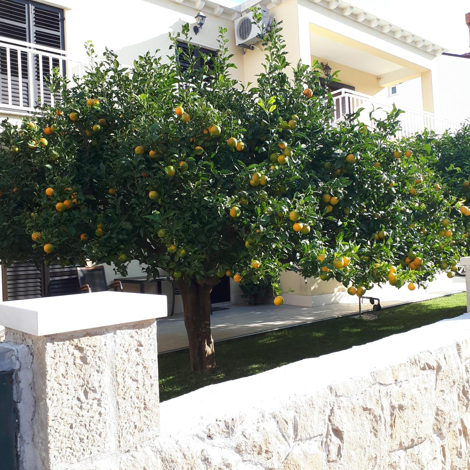 Antares Apartments Cavtat Esterno foto